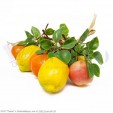 Ассорти яблок, лимонов, мандаринов и груш в связке (муляж), L=400 мм, 10 плодов