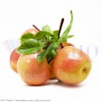 Яблоки красные средние в связке (муляж)